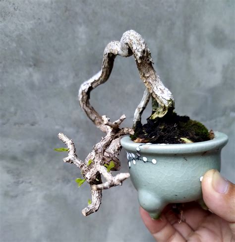 豆梨盆栽|豆盆栽部落/mini bonsai club